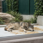 밥그릇 논란 끝에 동물원이 내린 결단 - 반려동물 급식 방식 비난과 SNS 사진 서비스 중단