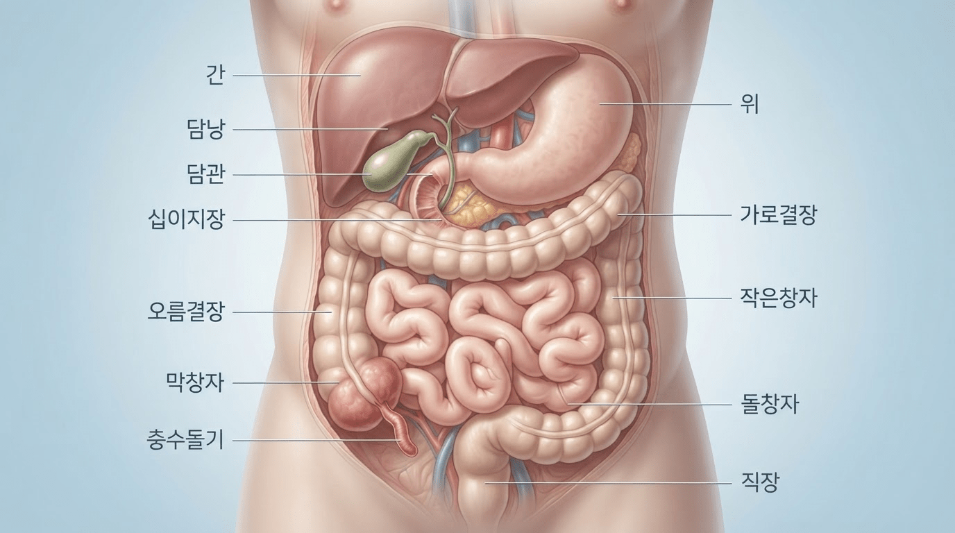 고통만 없애면 끝일까? 잘라낸 두 장기, 몸이 치러야 할 대가 ? 우리의 몸은 무엇을 잃는가